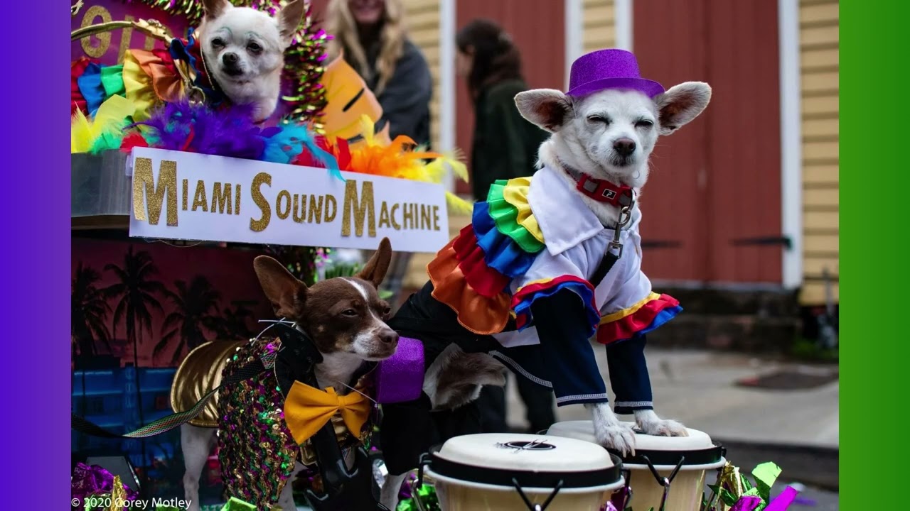 Tales From the Parade Route Carnival Update 2-8-2026