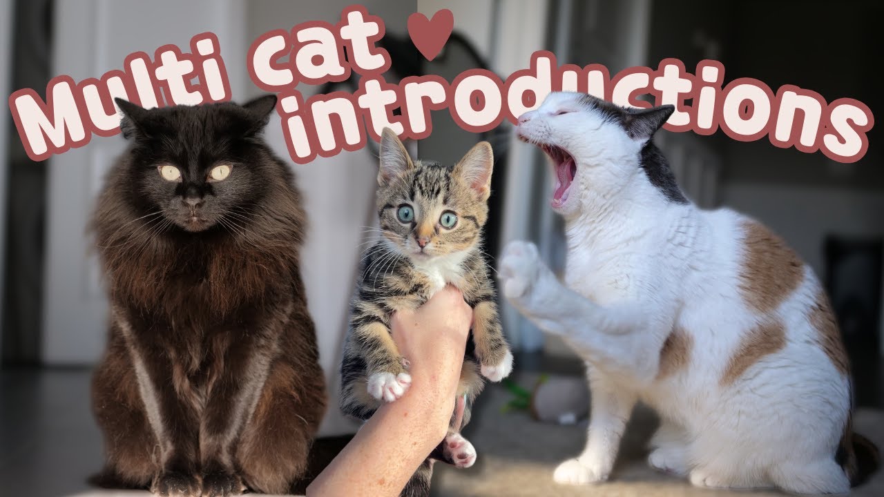 How I Introduced our 2 cats to our Kitten! 🐱