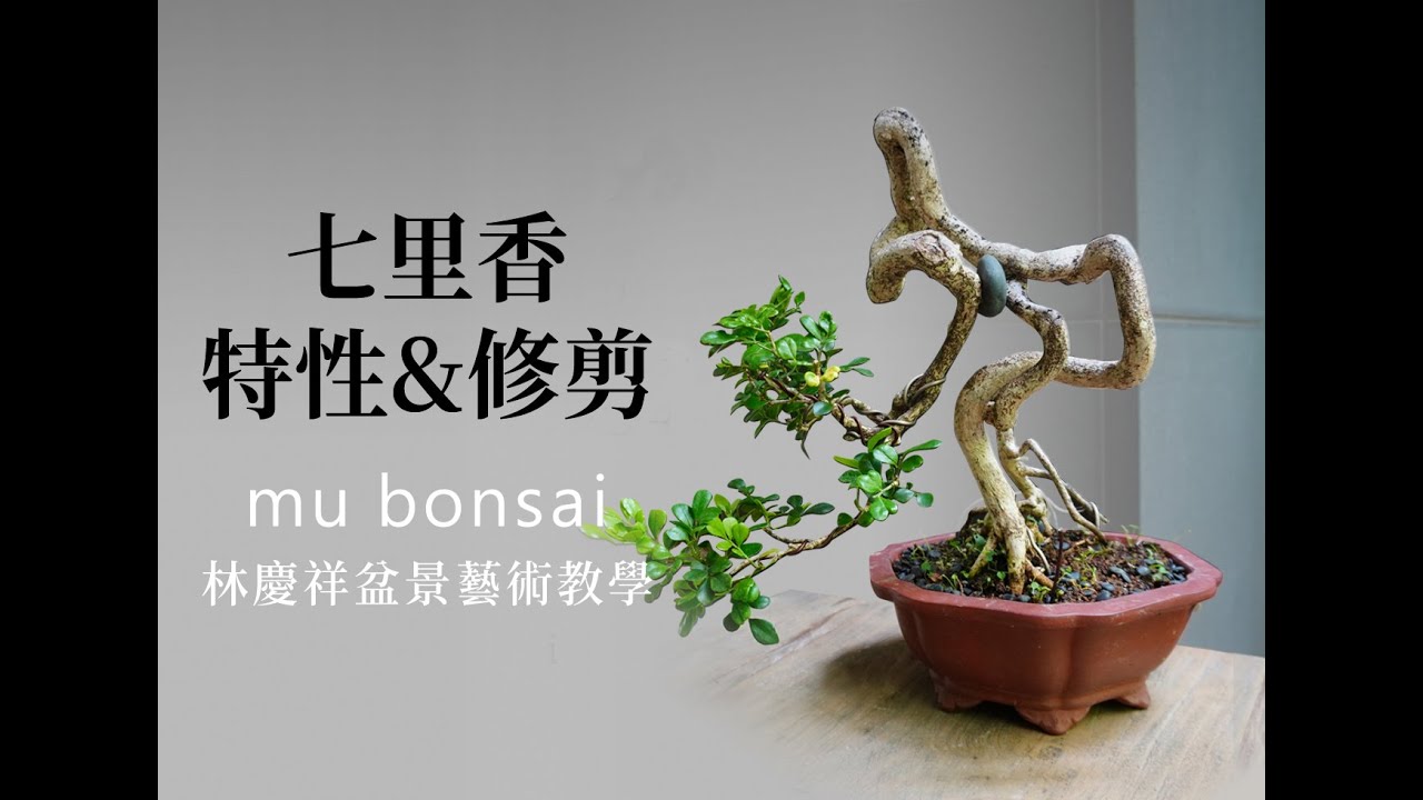 夏∣七里香的特性與修剪 ◤林慶祥盆景藝術教學◢ Bonsai in Taiwan / Murraya paniculata