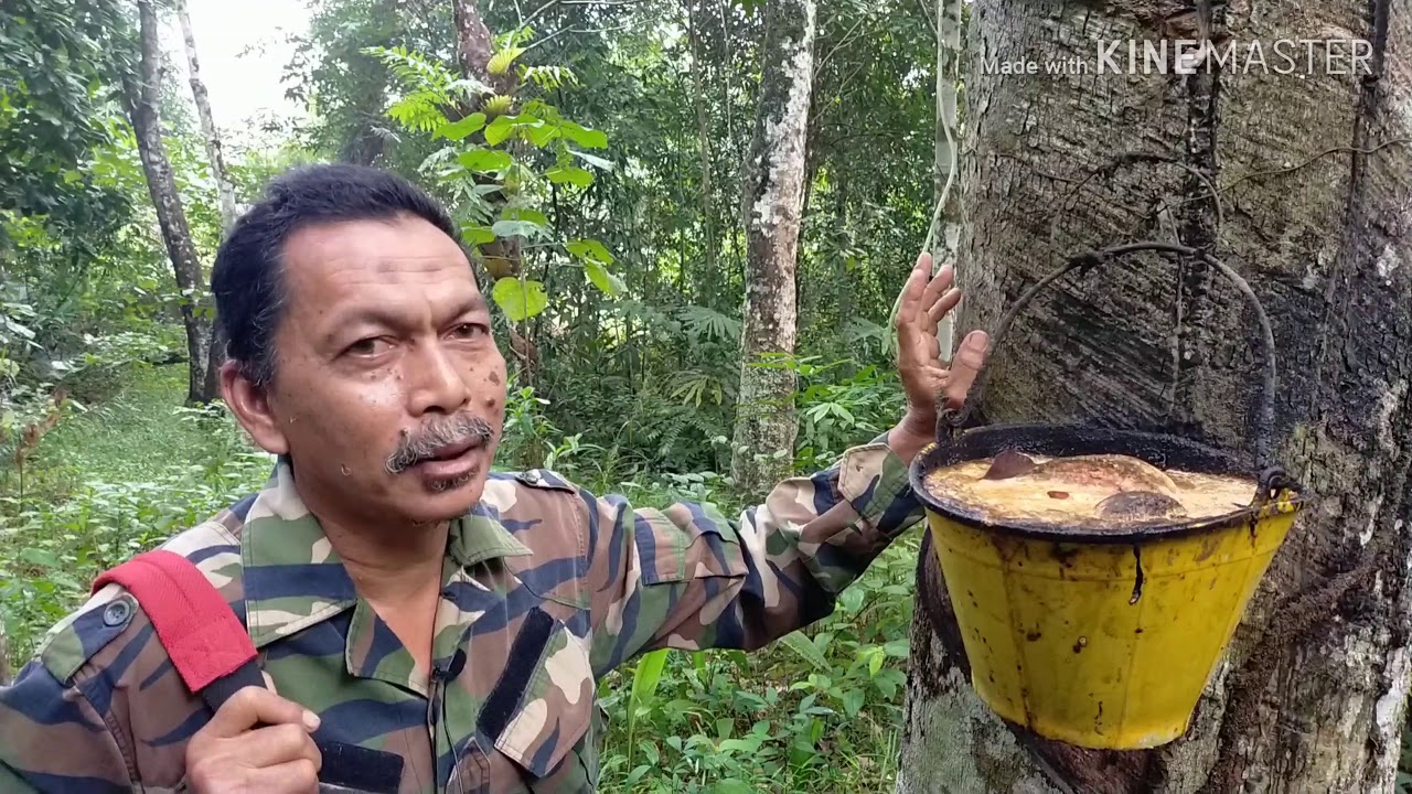 INOVASI GETAH!! WOWWWW.../ BULAN/HEKTAR???WOOWW KAYA!!💰....PAKAI RANGSANGAN GAS??😱😱