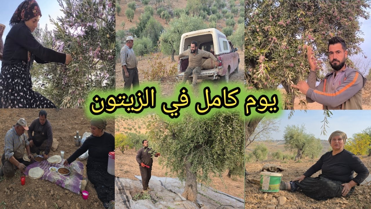أجواء الزيتون في عفرين😍أحلى الأوقات نقضيها مع الأهل و الأصدقاء | تابعوا للأخير لا يفوتكم🥰