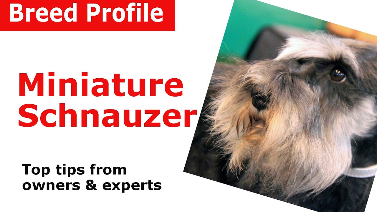 Miniature Schnauzer dog breed guide