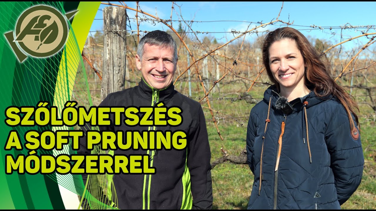 SZŐLŐMETSZÉS A SOFT PRUNING MÓDSZERREL