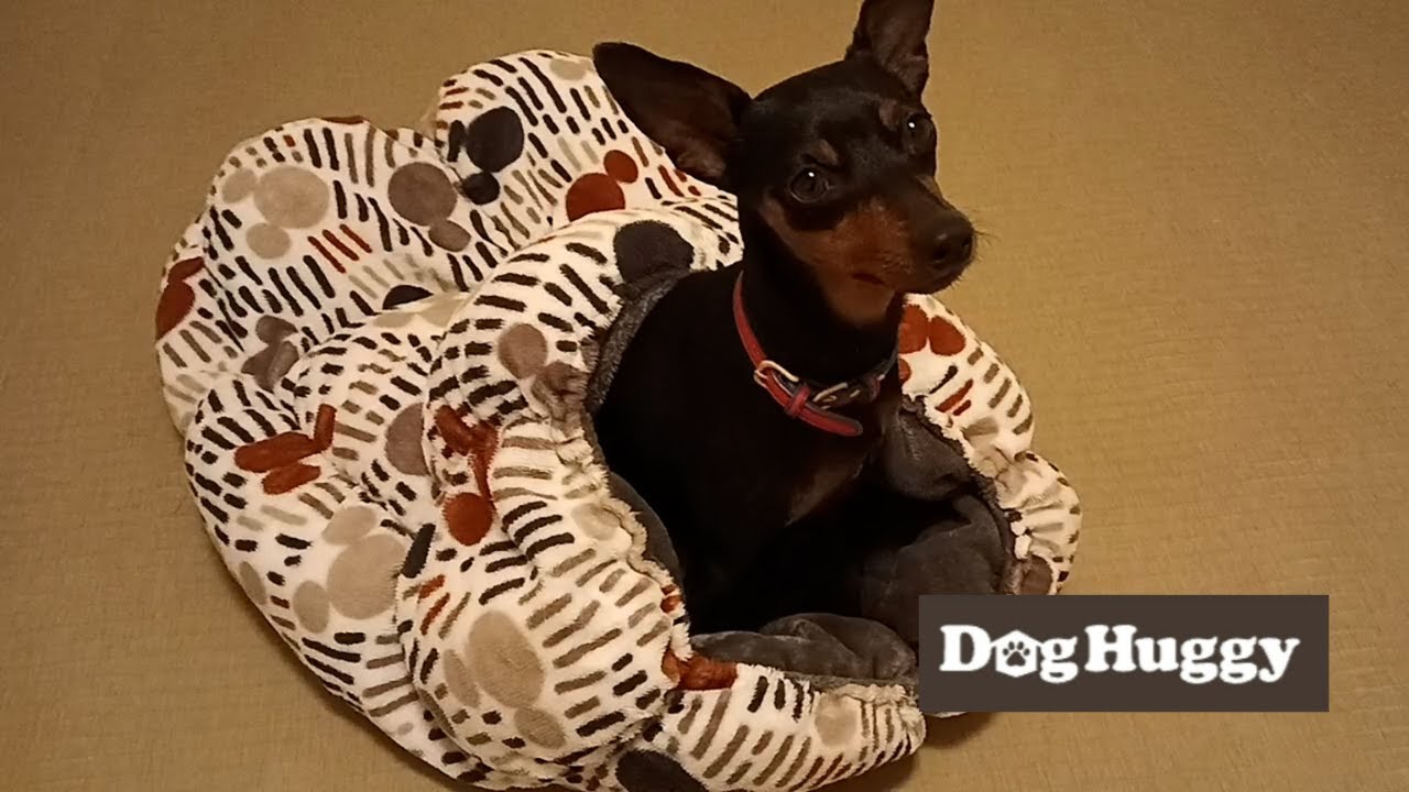 ミニチュアピンシャーのブルーちゃん【DogHuggy お預かり動画‎´•ﻌ•`🐾】