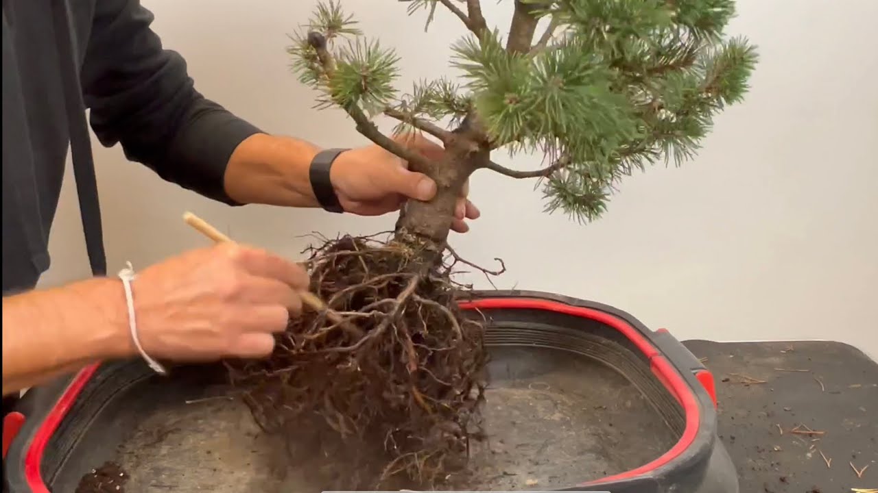 🇮🇹 Rinvaso del mio Pinus Mugo in costruzione.