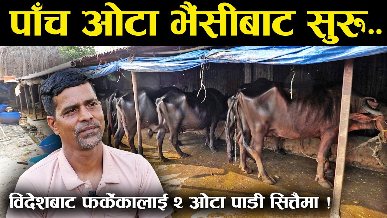पासपोर्ट फ्याकेर कृषि तथा पशु पालनमा लागेका मिलन,विदेशबाट फर्केकालाई २ ओटा पाडी सित्तैमा दिने !