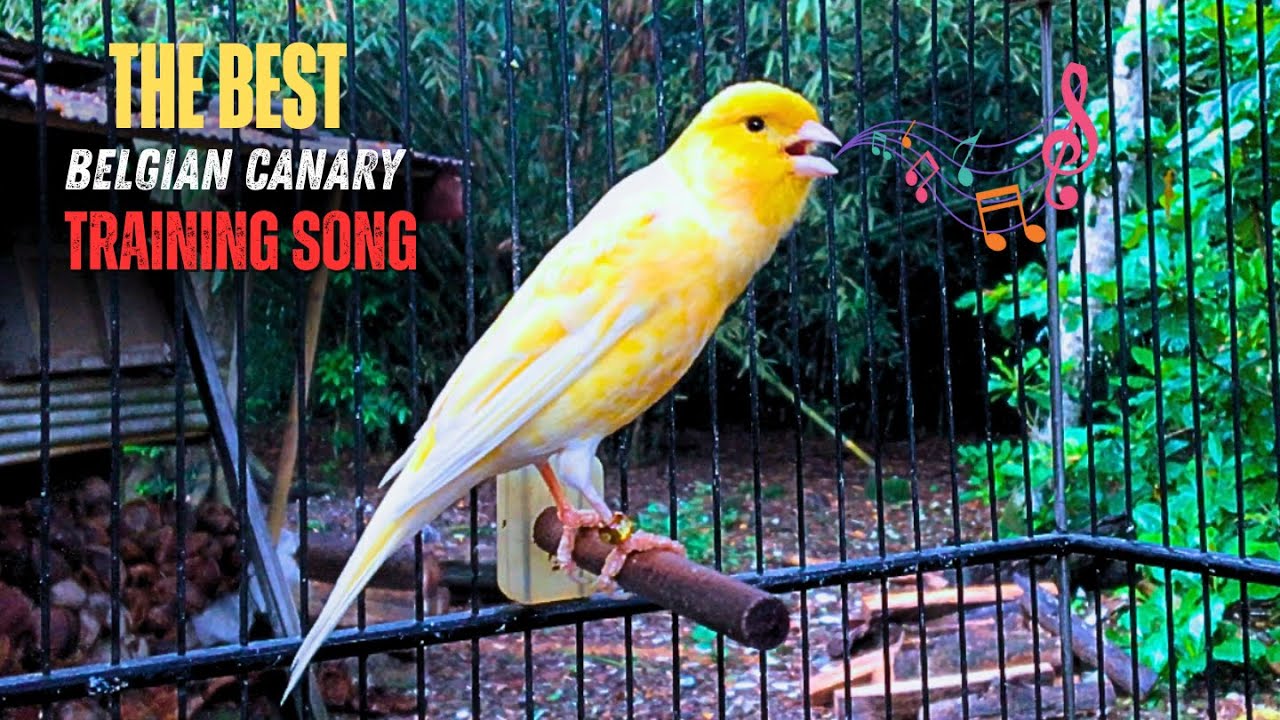 DO THIS and your BELGIAN CANARY will SING A LOT!