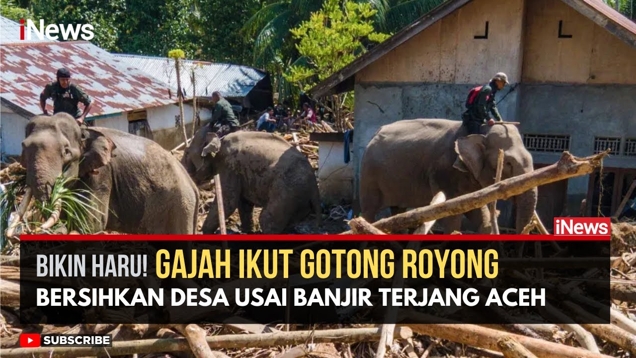 Luar Biasa! Gajah Ikut Kerja Bakti Bersihkan Kayu dan Puing Banjir Aceh