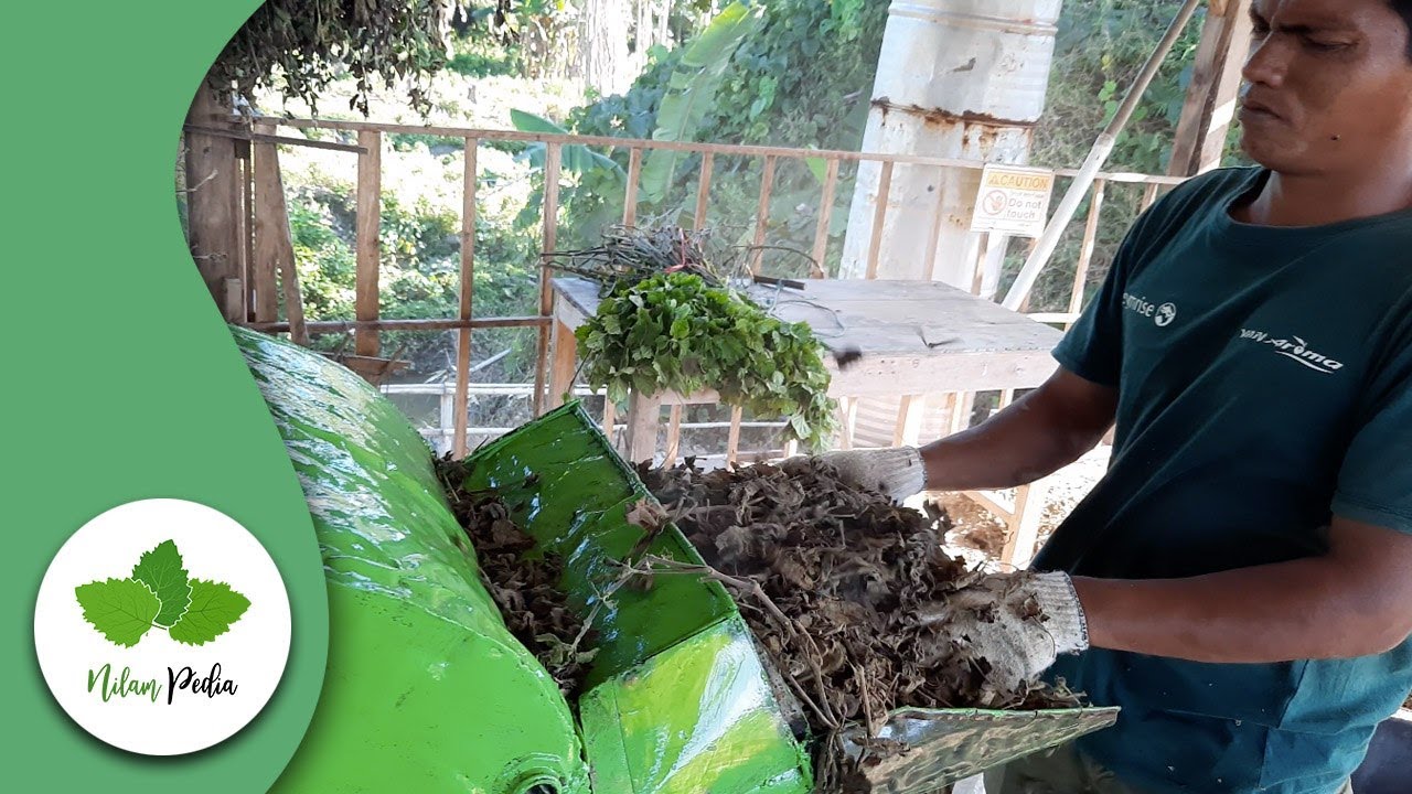 6. Proses pasca panen dan penyulingan Nilam