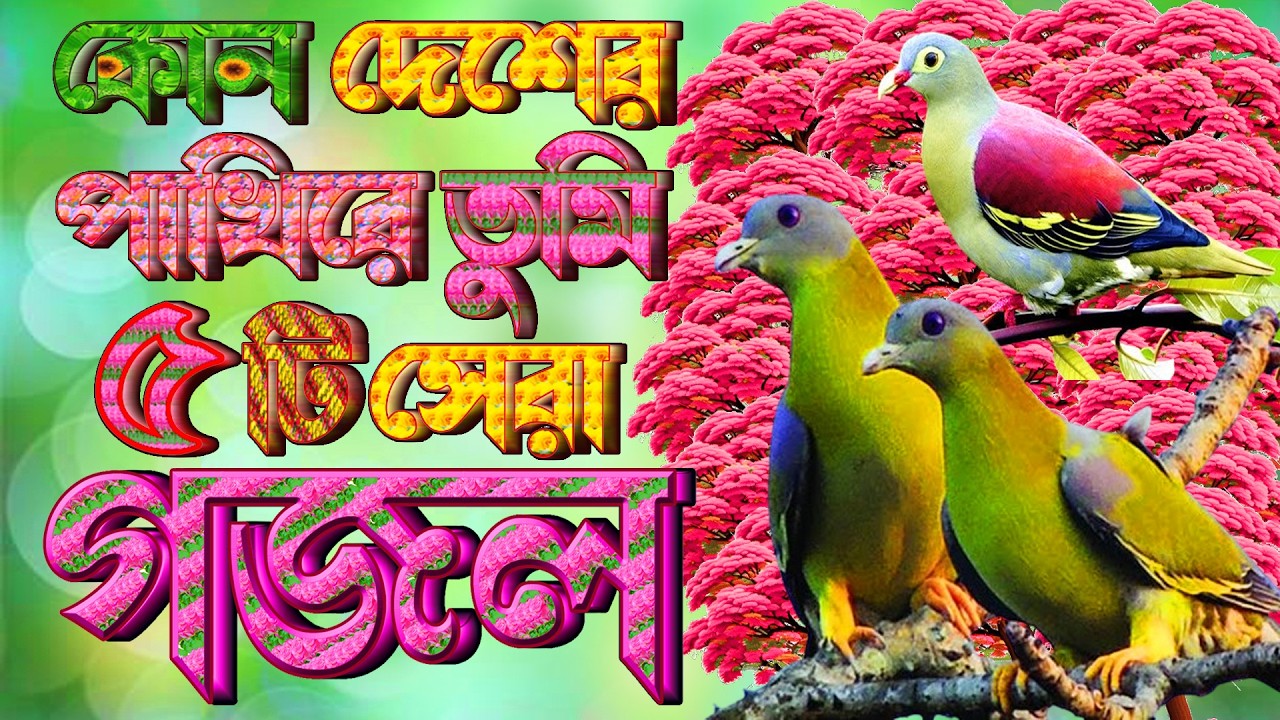 হৃদয় ছোয়া বাছাইকৃত ৫টি গজল |বিরহের সেরা গজল |Selected 5 Gajal |Best New Gazal |Islamic Gojol