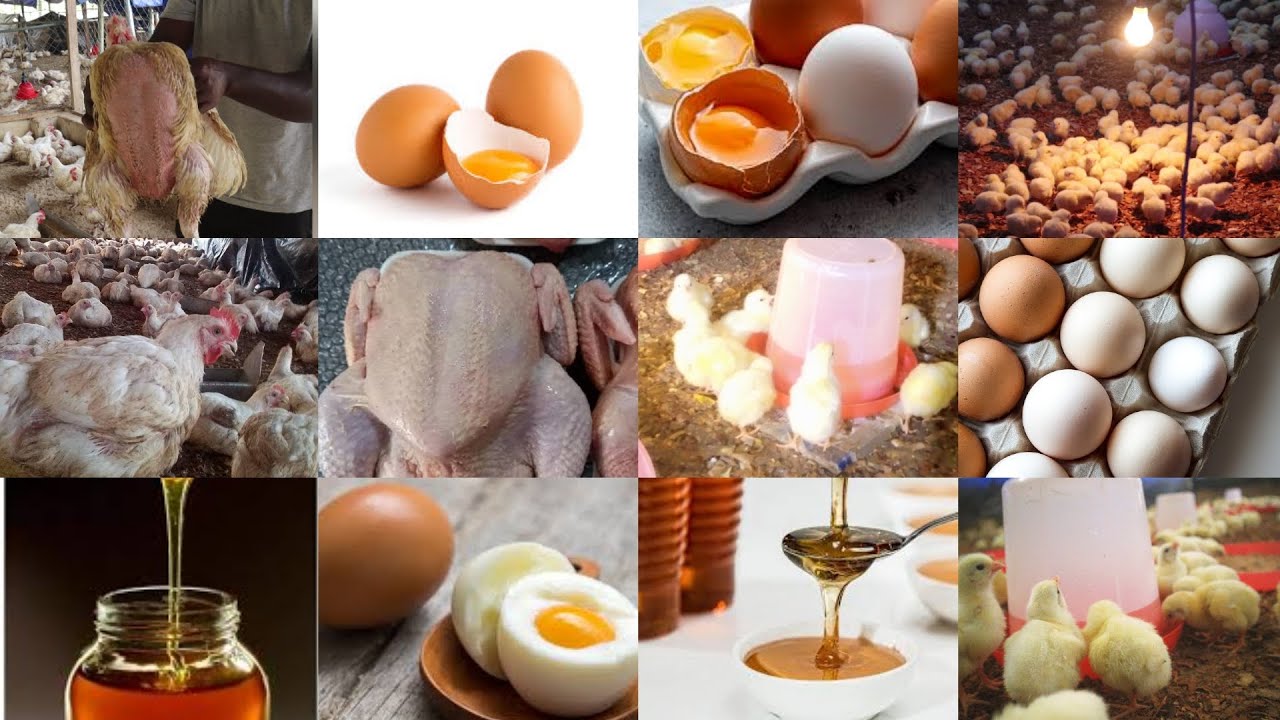 How to feed broiler chicks egg for rapid growth and weight gain within the first 7 days