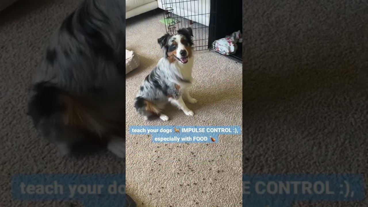 Practice IMPULSE CONTROL with your #puppy ! #dogtraining #australianshepherd #puppytraining #aussie