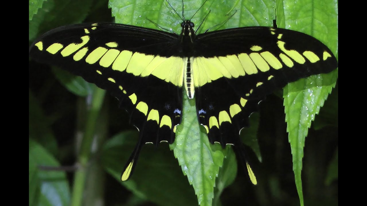 Butterflies of South America part 1 Papilionidae og Pieridae