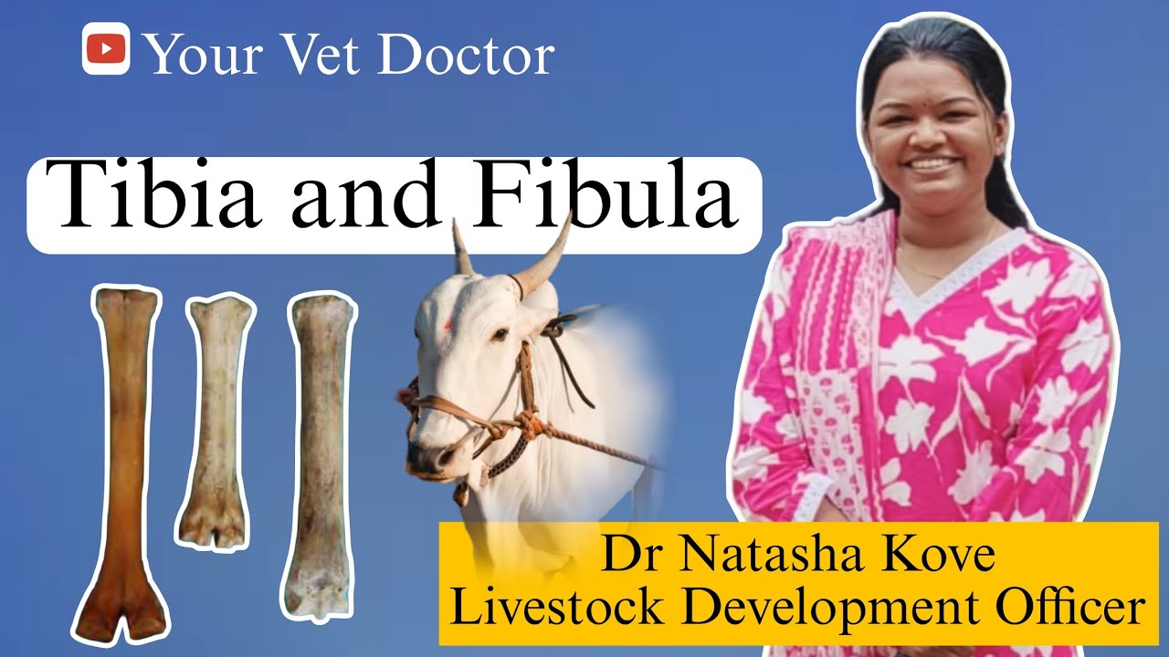 Tibia and Fibula of ox| Veterinary anatomy| First year #tibiafibulaox #vetdoctor