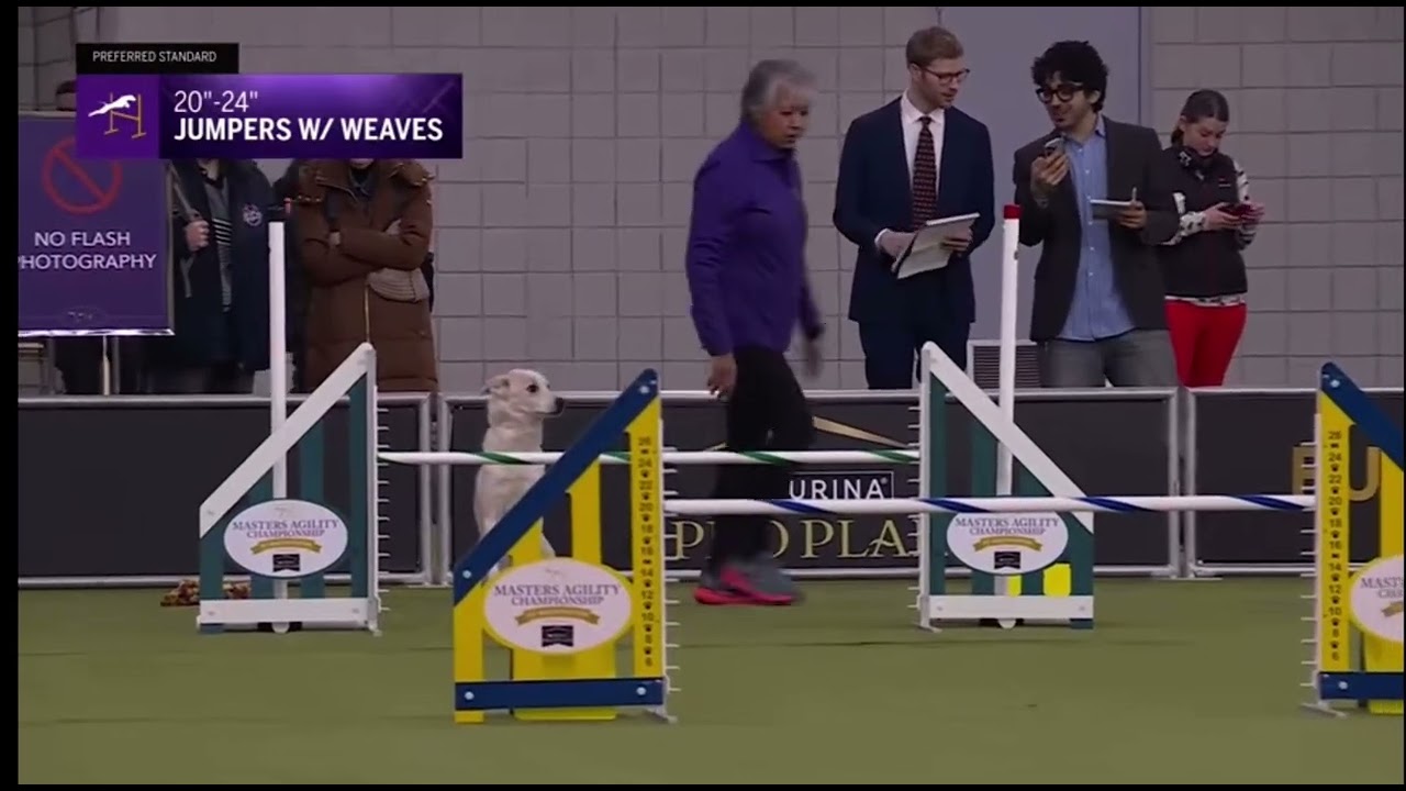 Latte’s Westminster Kennel Club Jumpers run 