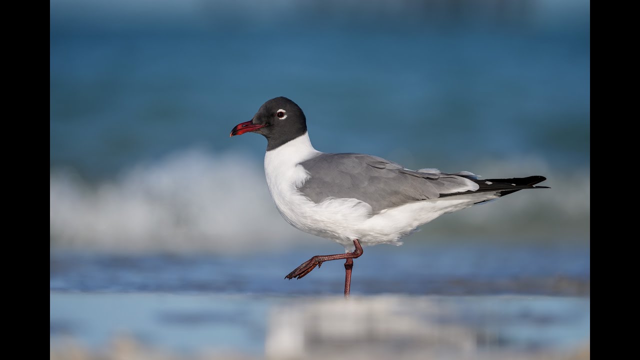 Learn a Ton from a Not-So-Great Morning at Fort DeSoto Park with Arthur Morris/BIRDS AS ART