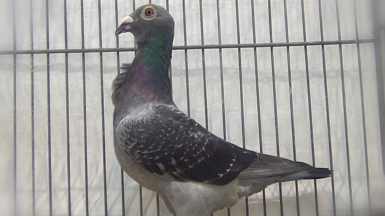 Pigeons Bagadais d'Ostrava - Ostrauer Bagdette - Ostrava Bagdad