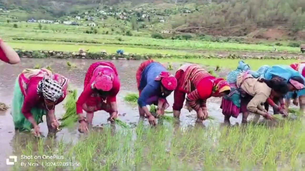 कोसी गाड़ा धाना तू आए निशा रोपनेवड़ा 🥰🤗 (उत्तराखंडी) रोपाई लगाते हुए औरते,@poonamPritinegi16