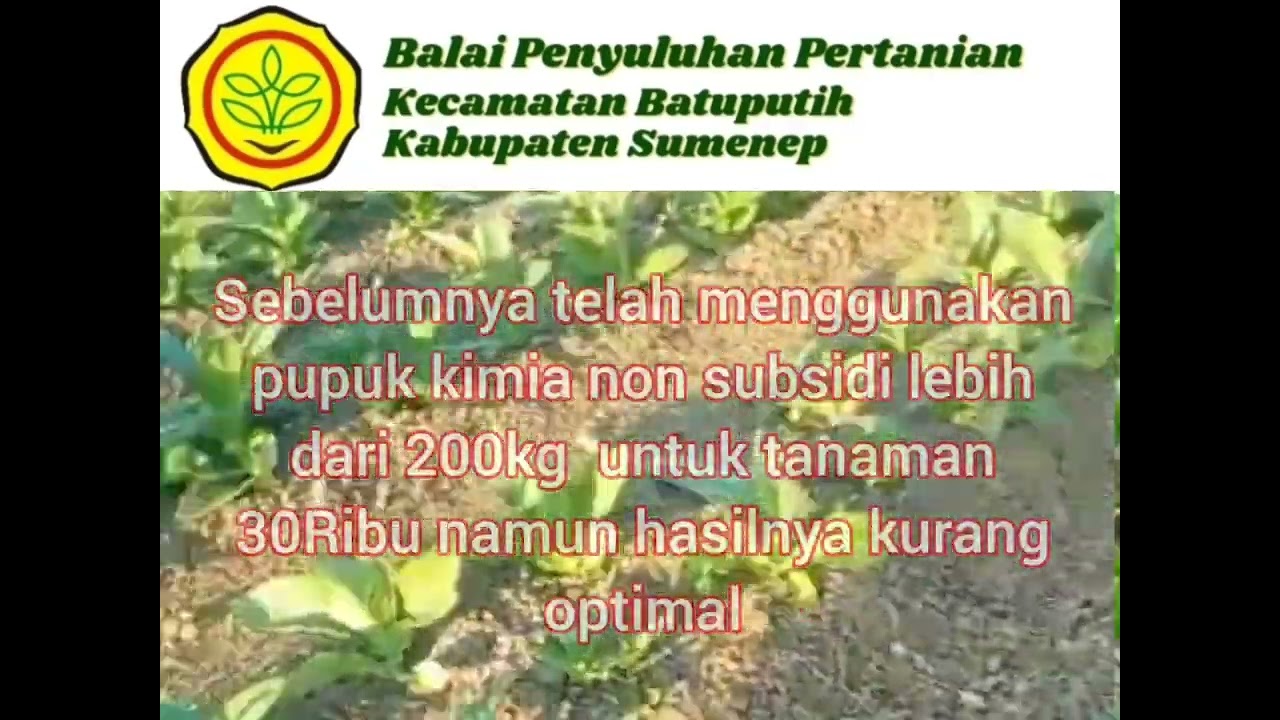 Achmad Fauzi Sumenep,Tanam Tembakau, Ketua KT Merah Putih Desa Batuputih Laok.