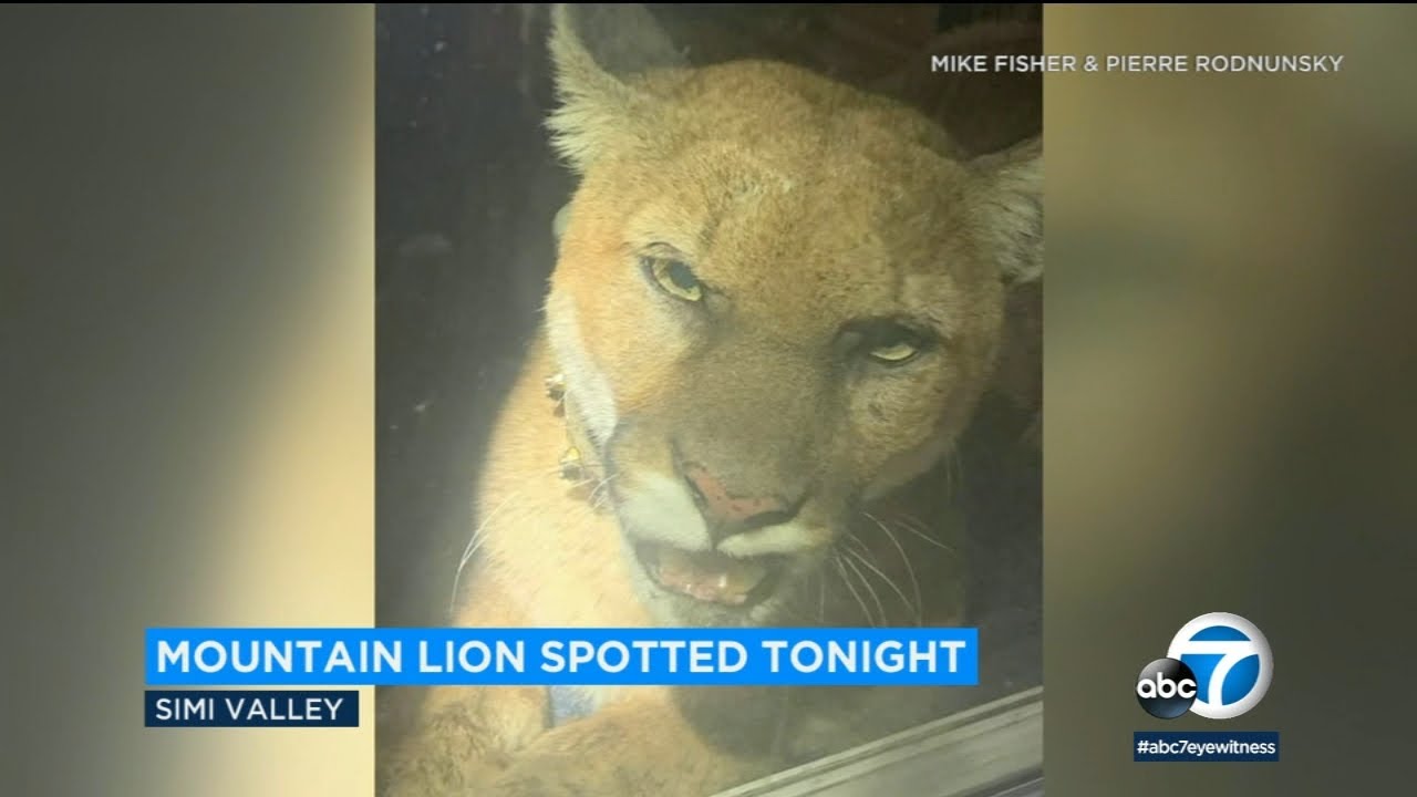 Mountain lion spotted prowling Simi Valley neighborhood soon after dog attacks | ABC7