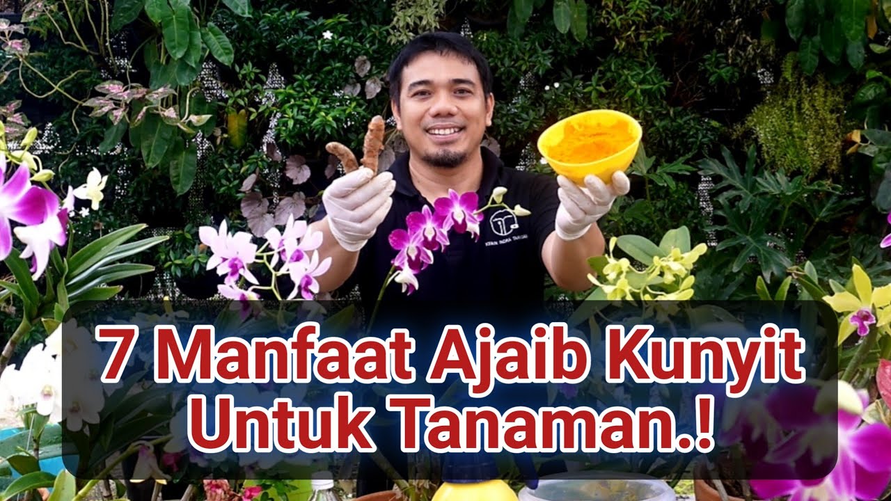 Manfaat Kunyit Untuk Tanaman Dan Hobi Berkebun, Tips Agar Tanaman Sehat dan Subur,, manfaat kunyit,