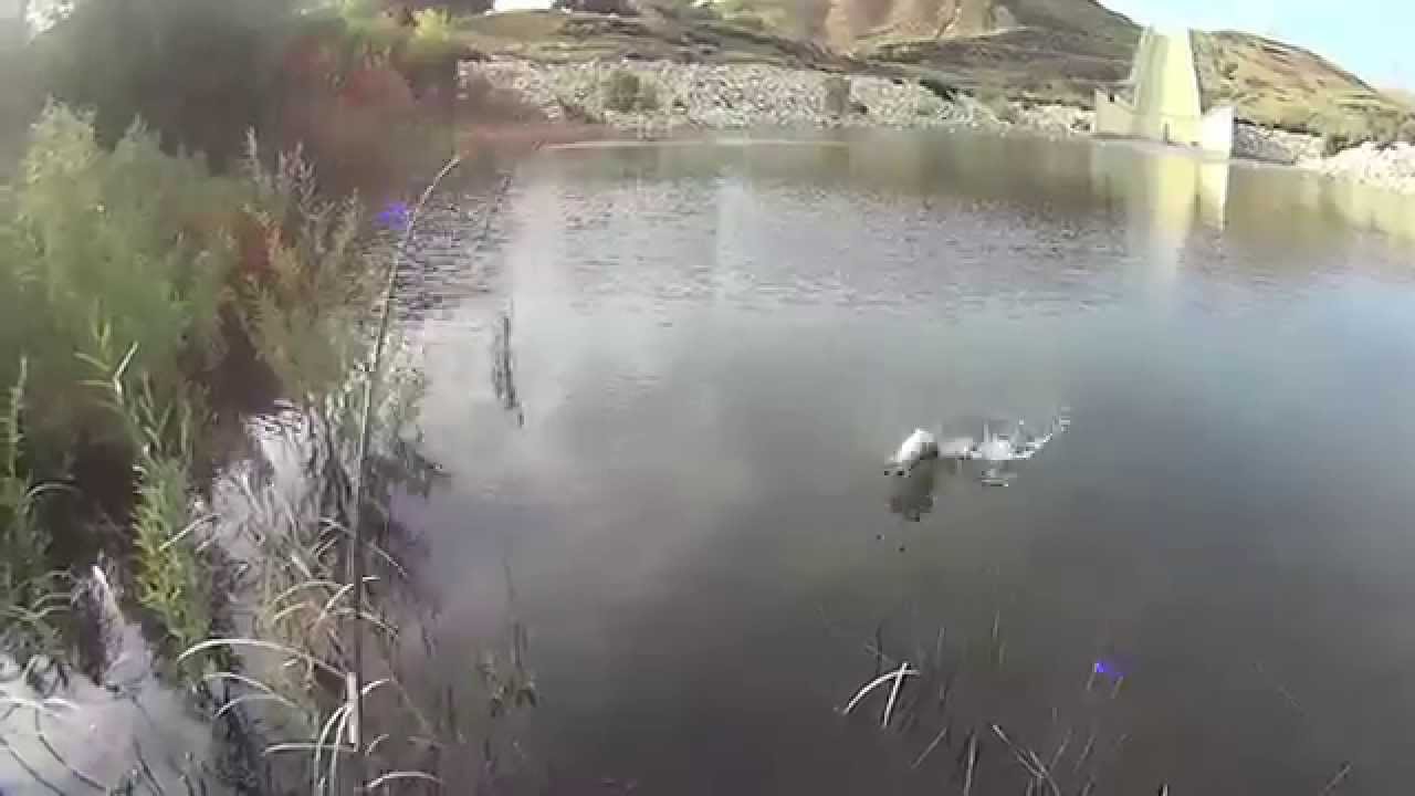 Watch as I break down the Bite on Castaic Lagoon while having a Blast