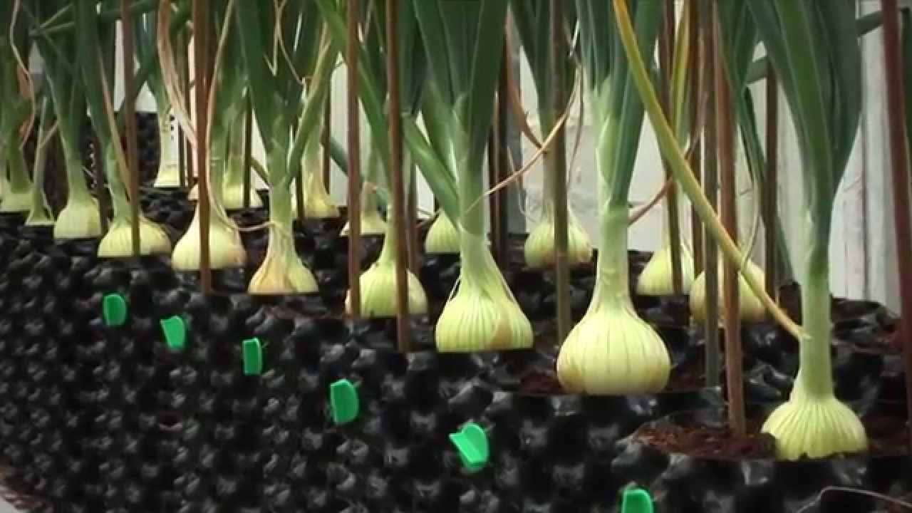 Airpot Garden