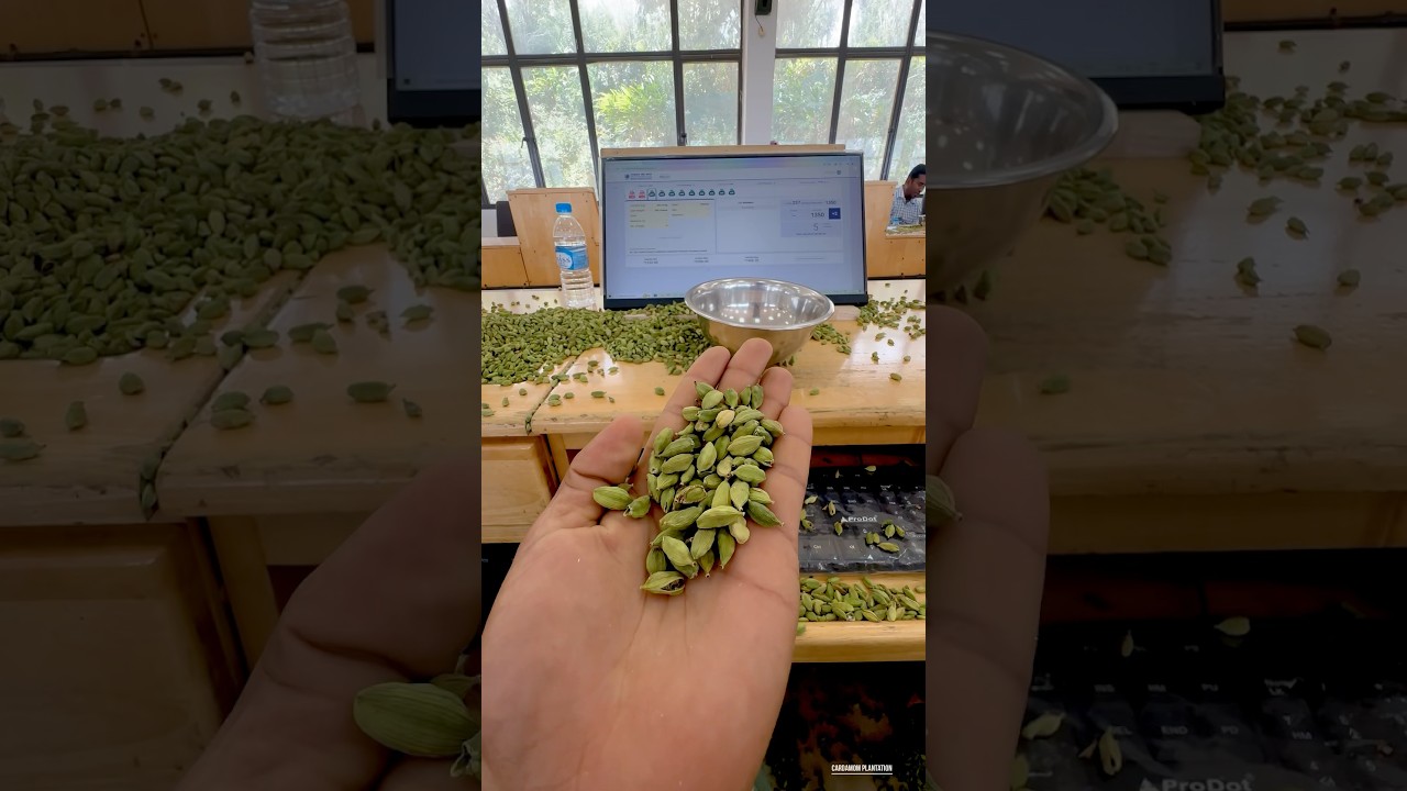 Cardamom auction 🍃 Ganesh Chaturthi 🌓 #ganeshchaturthi #auction #cardamom #spices #india #shorts