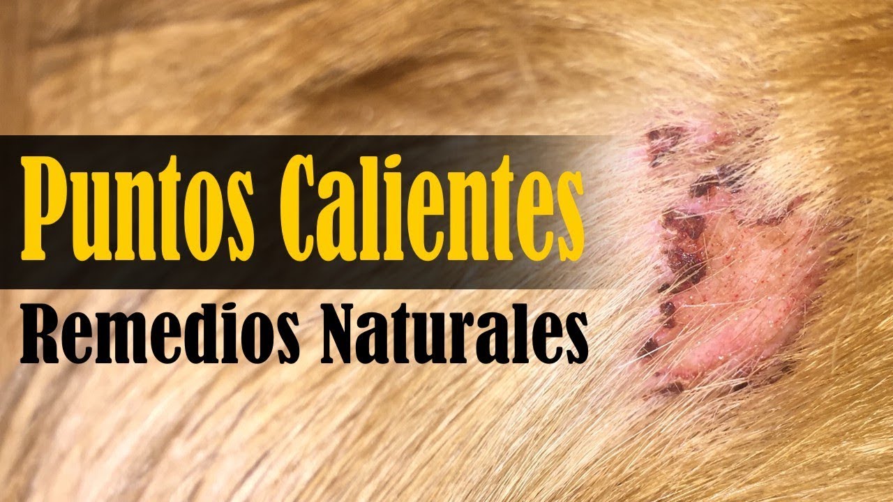 Remedios caseros para puntos calientes en perros