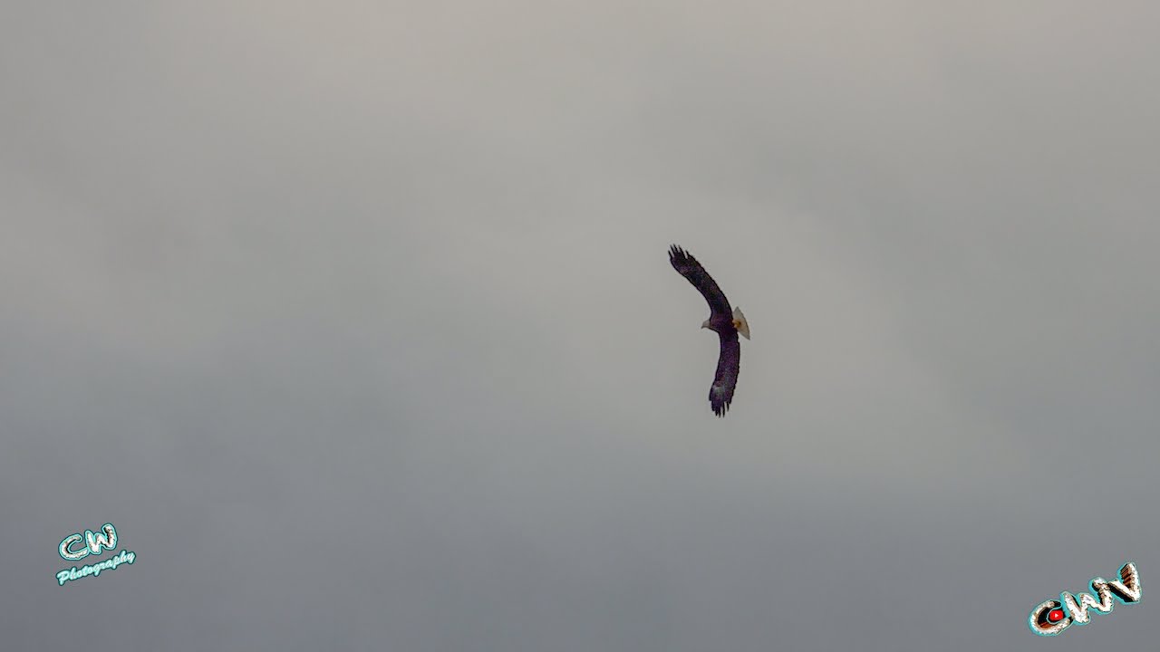Soring Bald Eagle (3.31.25 Day 3926)