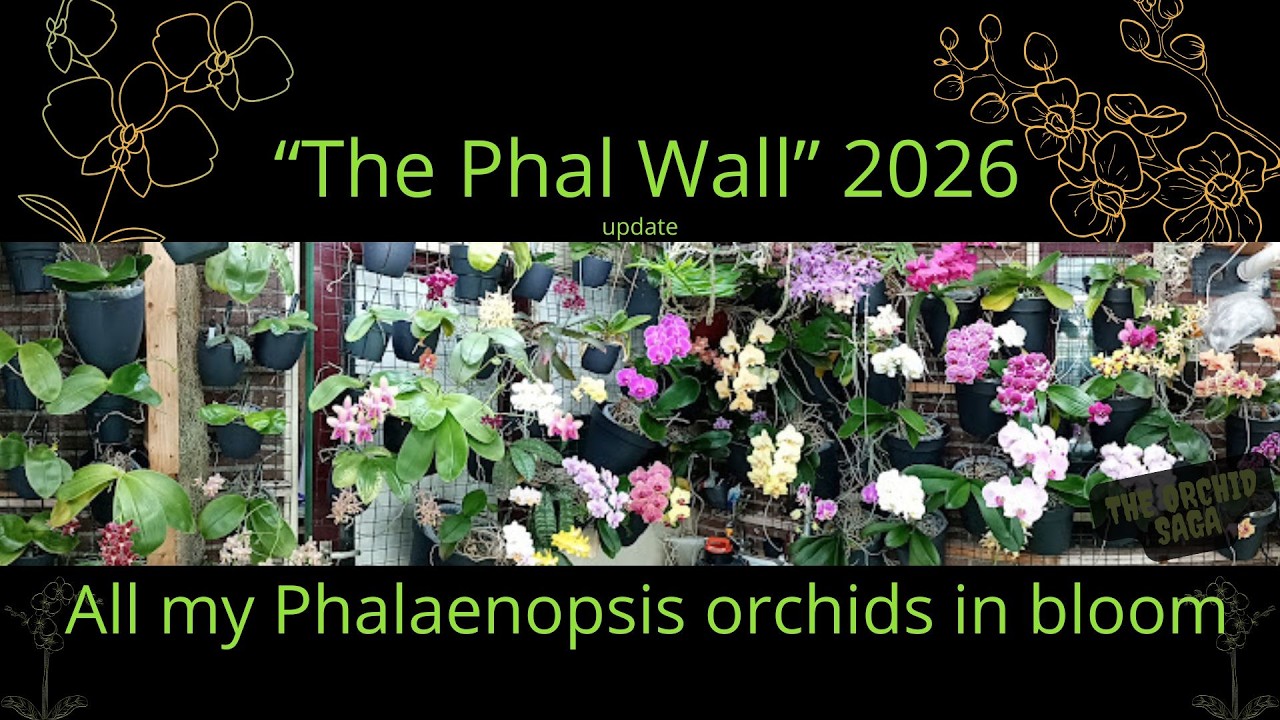 The Phall Wall 2026 - an update on all my blooming Phalaenopsis orchids!