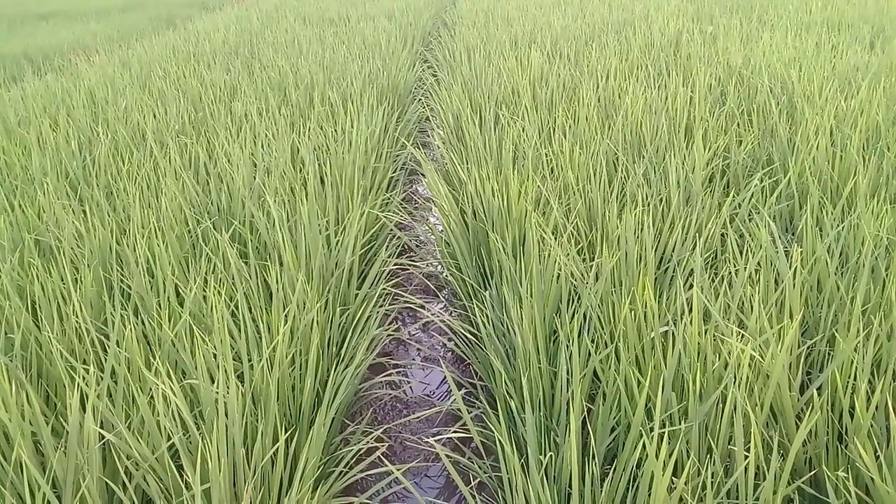 Umur paling rawan terhadap hama tikus pada tanaman padi