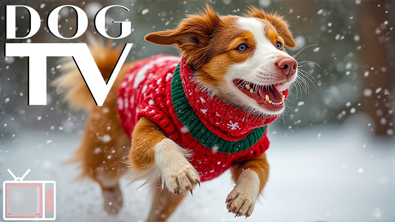 DOG TV: Best Christmas for Dogs 🎅 Soothing Holiday Music for Dogs & Comforting Videos for Dogs