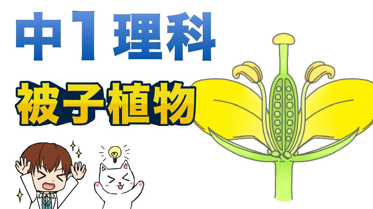 【中１理科】被子植物の花のつくり（虫媒花）【生物動画３】