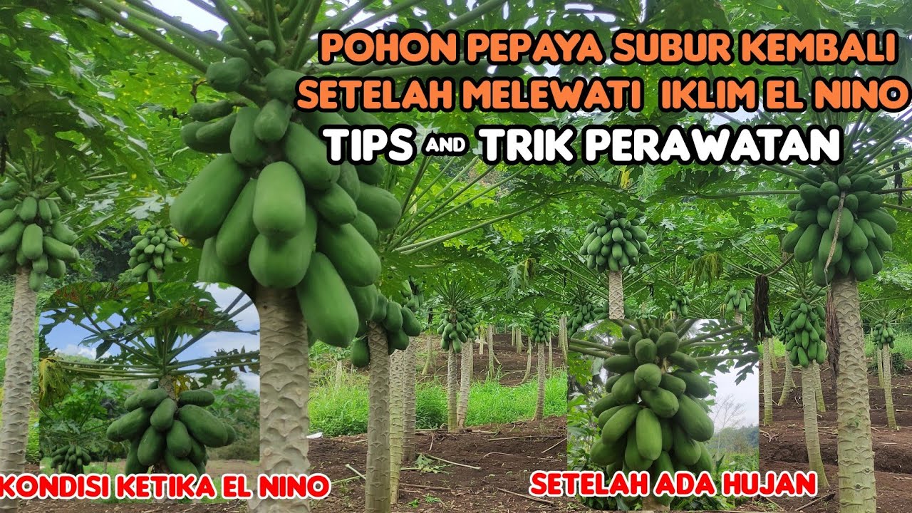 Kondisi Tanaman pepaya Ketika iklim El nino Kemarau Panjang 2023 Dan setelah ada Hujan Kembali 2024