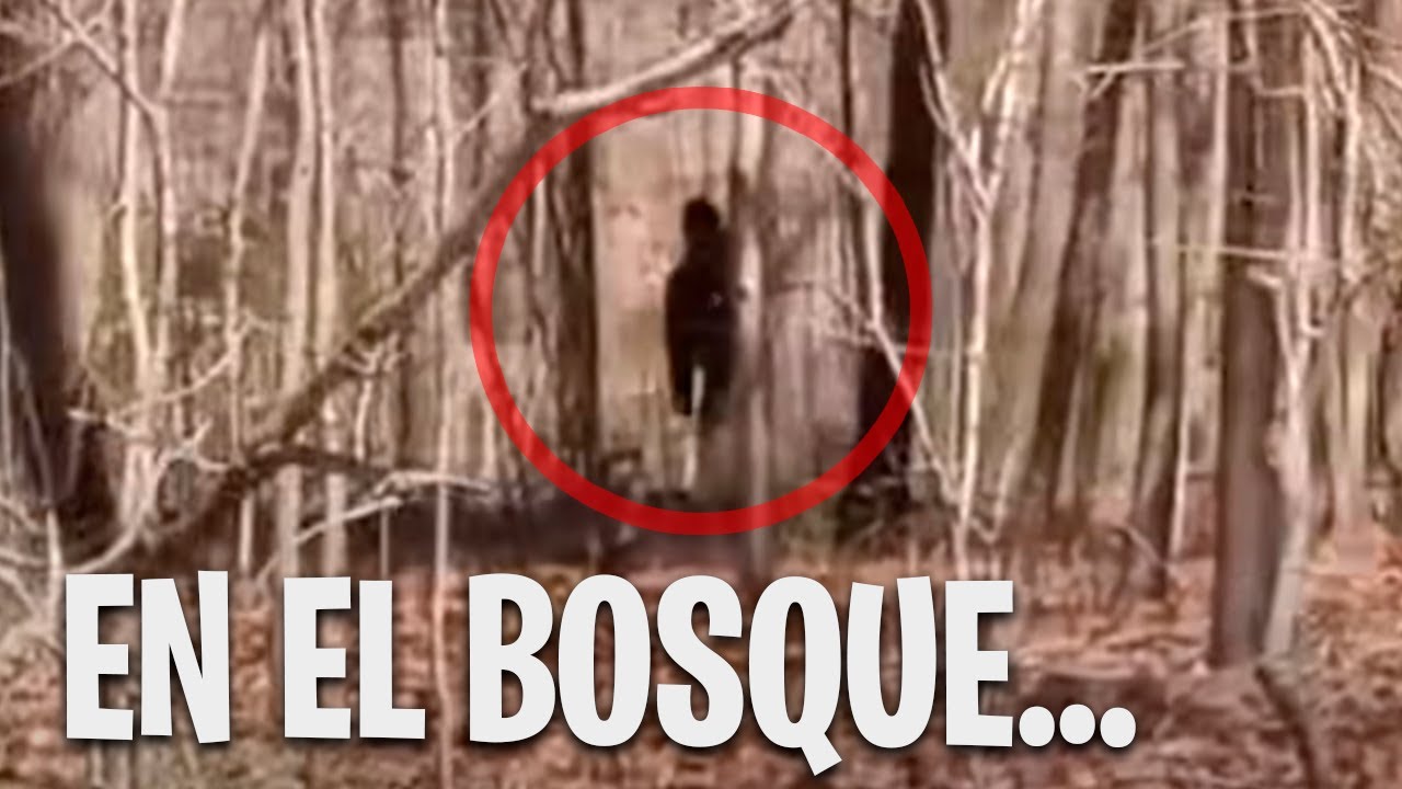¿QUÉ ES ESO EN EL BOSQUE?