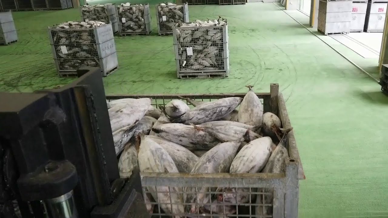 【冷凍鰹】山川漁協新設荷捌場初稼動記念動画　#鹿児島 #指宿 #山川 #旋網漁船 #冷凍カツオ #水揚げ風景 #Japan #FrozenTuna