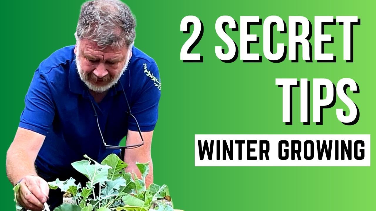Tips For Planting Out Winter Brassicas | How To Grow Veg Over Winter