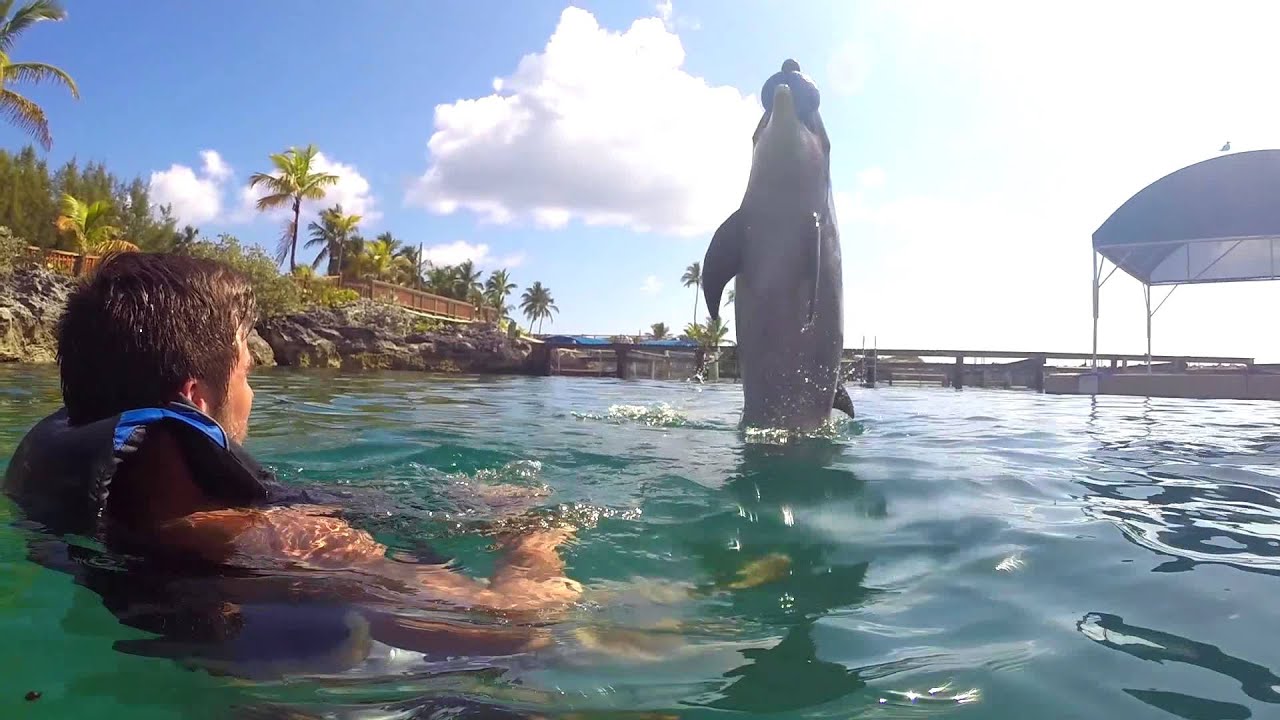 Dolphin Swim
