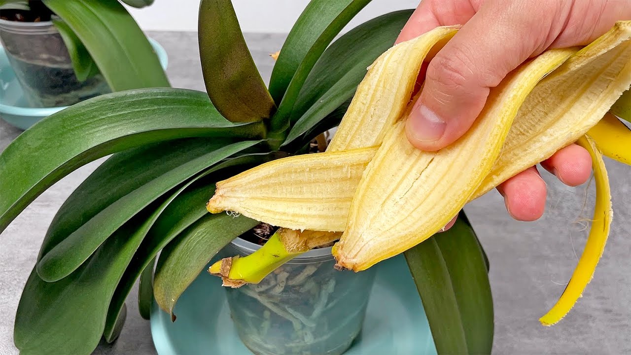 Wszystko czego potrzebujesz to 1 banan! A orchidee kwitną jak szalone przez cały rok!