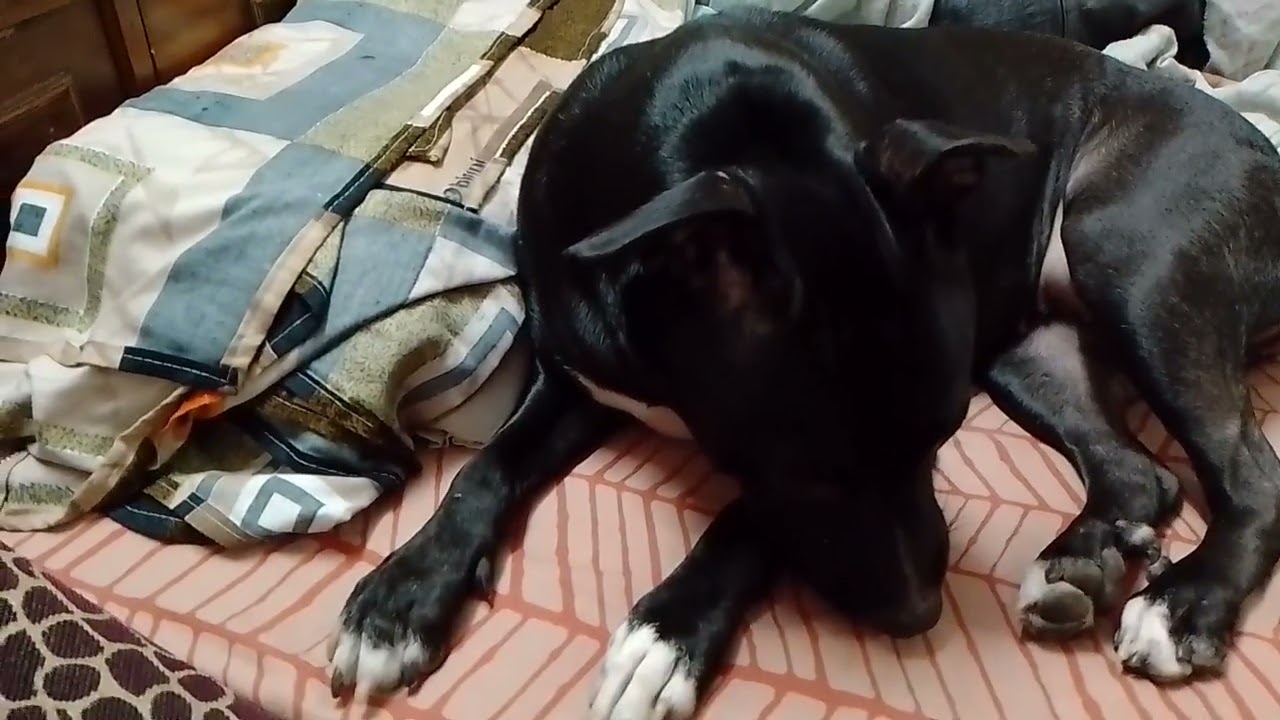 अपना बेटा बनाकर सुलाती है देखो सोने की स्टाइल🐶🥰#dog#video#viral#punctual cherry#YouTube#trending now