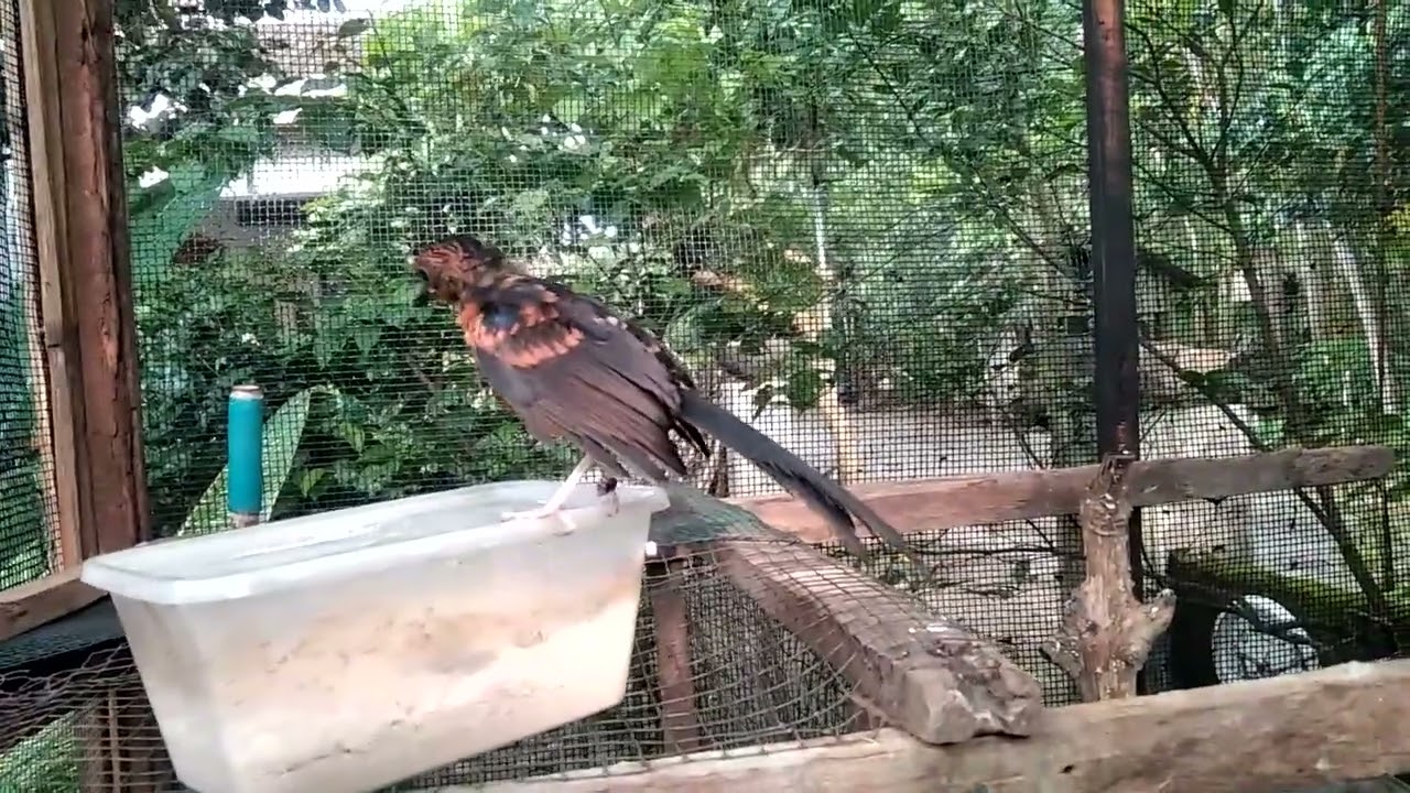 Melihat burung-burung minta jatah EF