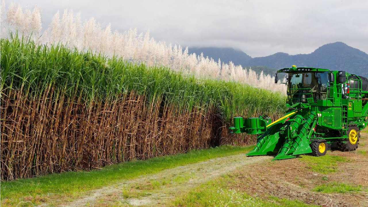 SugarCane Growing and Harvest - Sugar Mill Processing Line - Modern Machine Harvest