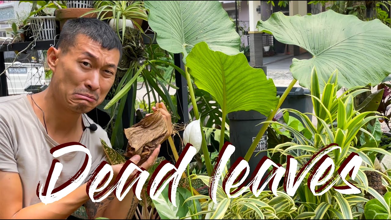 Dead leaves
