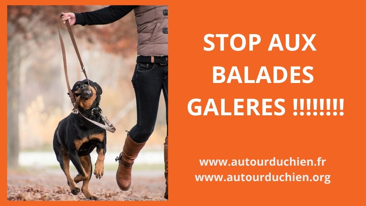 Comment canaliser un chien plein d'energie sans courir ! la canimarche dynamique