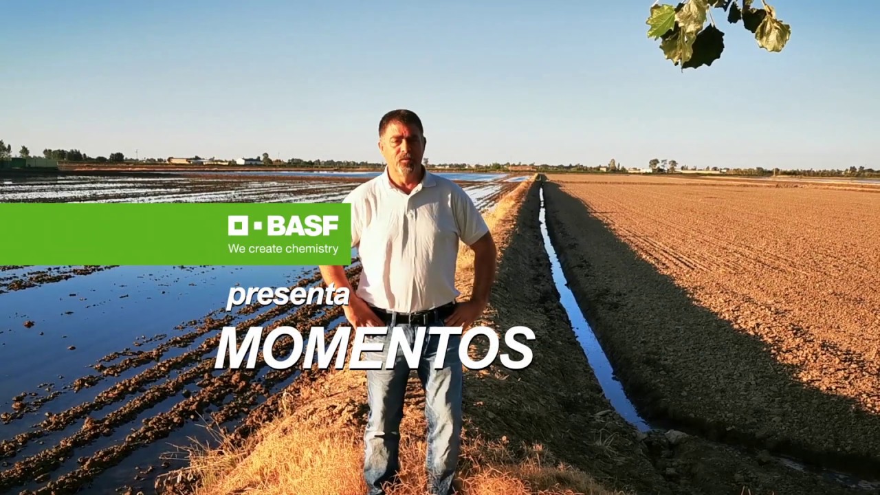 Momentos BASF: Control de malas hierbas en arroz