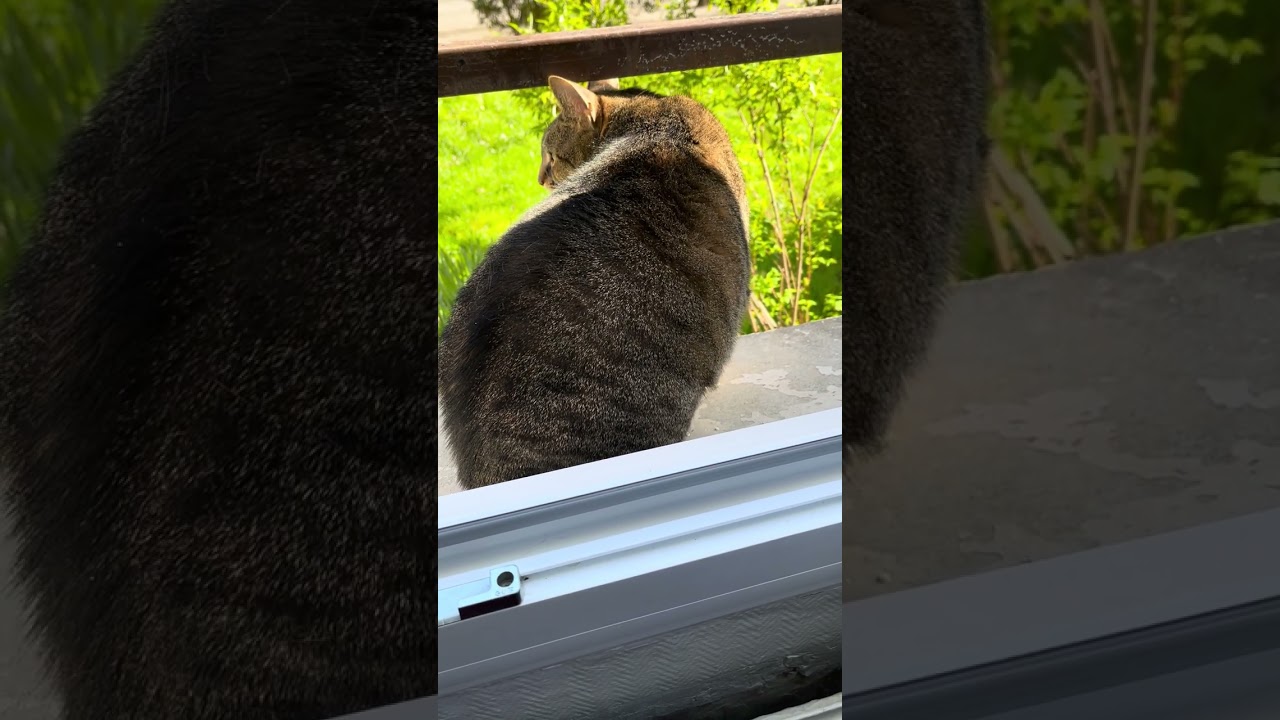15 mars 2026 Mon chat est devant la fenêtre 