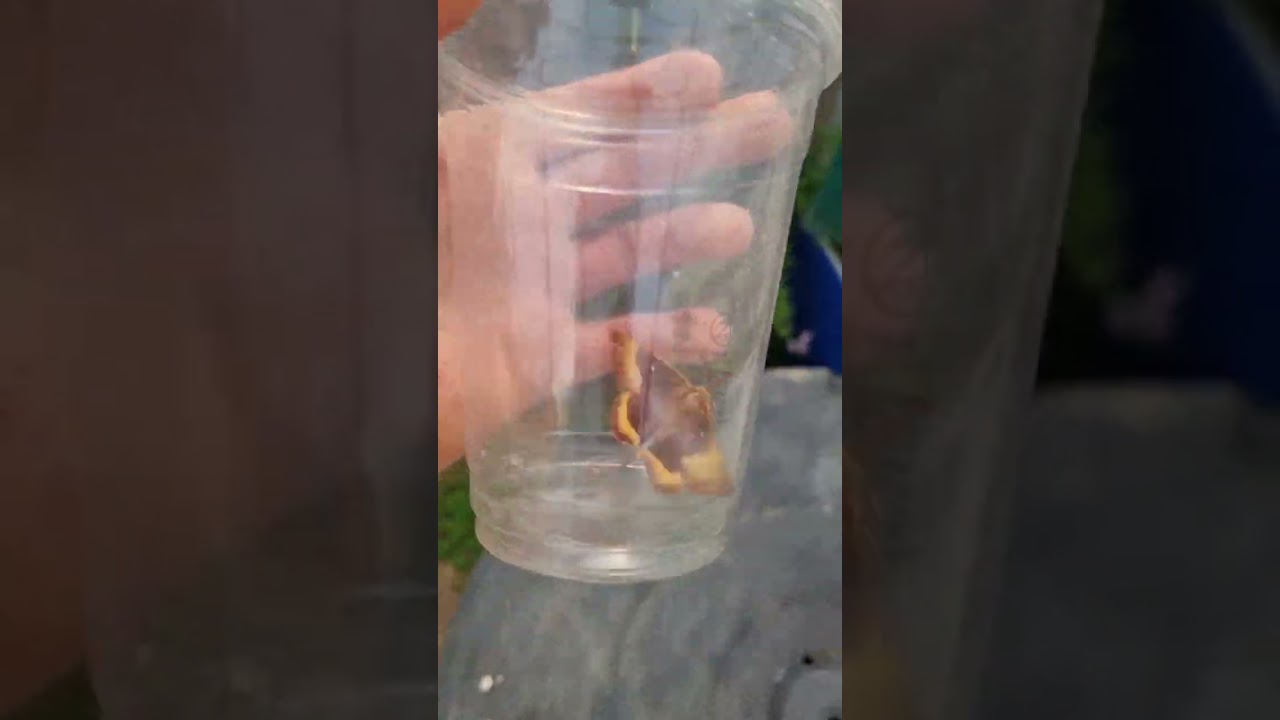 7th Oak Eggar Moth catch and release from the Poly-tunnel