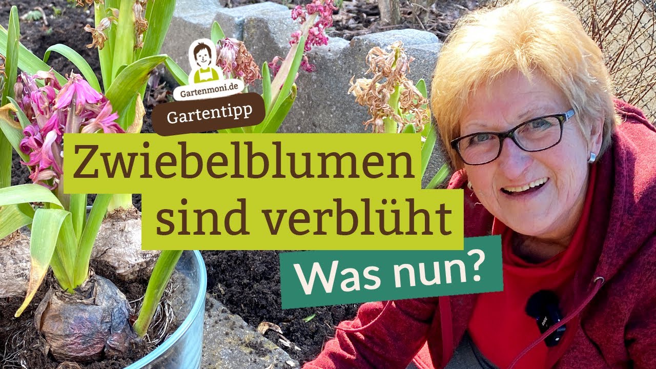 Was tun mit verbl&uuml;hten Hyazinthen, Narzissen und Tulpen aus Blumenschalen? Zwiebeln nicht wegwerfen!