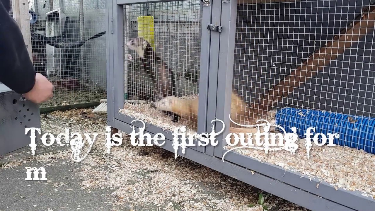 Ferreting with the kits